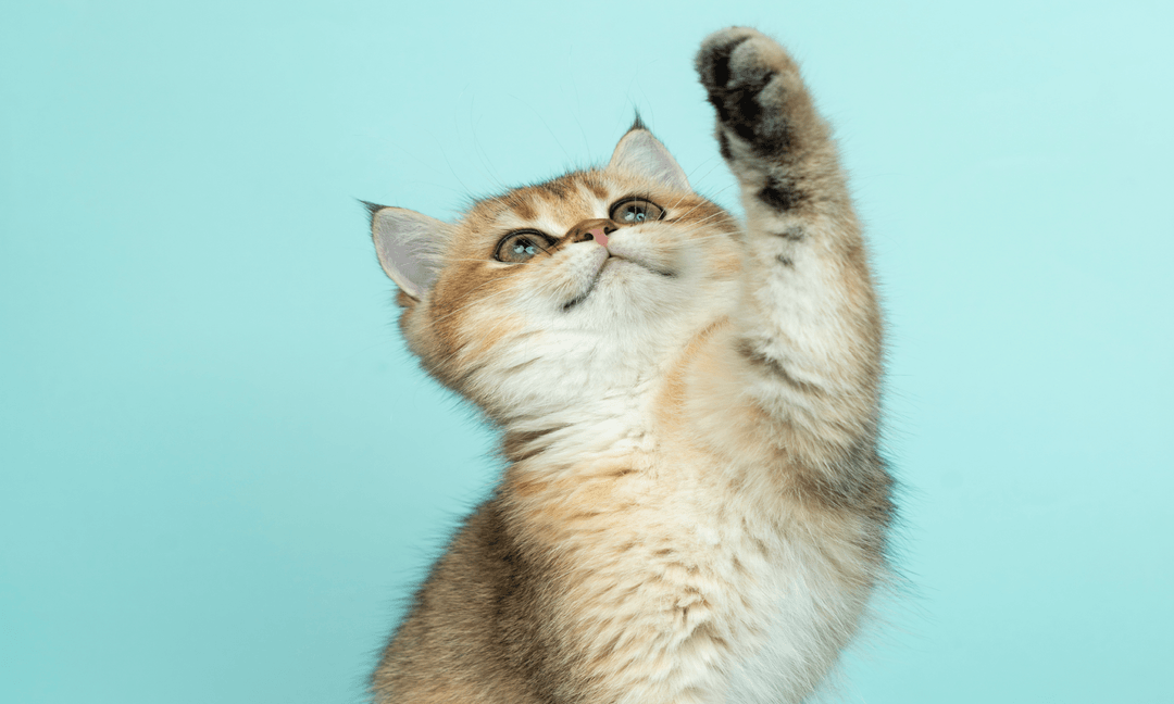 Pet Friendly Essential Oils for Your Diffuser. LabAroma Blog